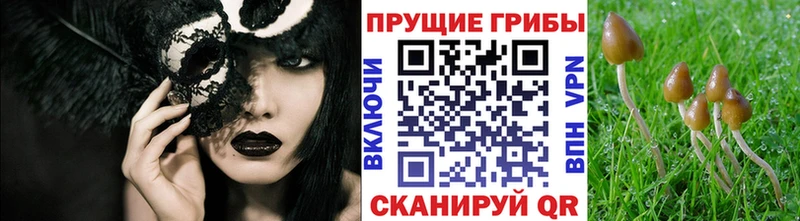 ОМГ ОМГ ТОР  Среднеколымск  Галлюциногенные грибы Psilocybine cubensis 
